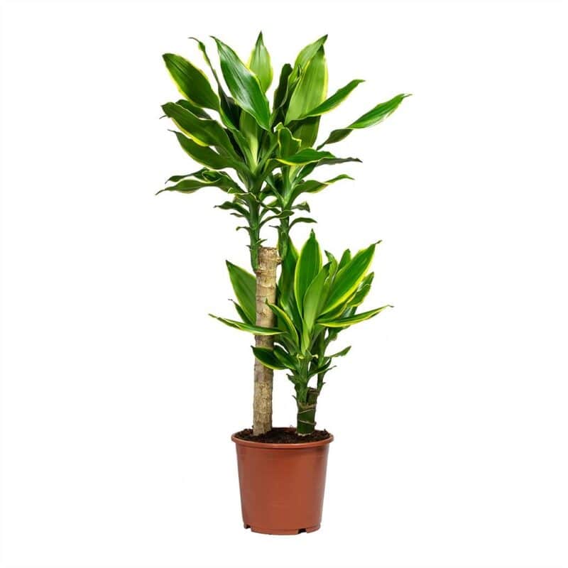 Dracaena fragrans Golden Coast - Multi
Stem - Image 2