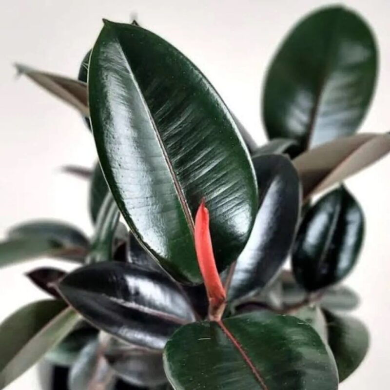 Ficus elastica Abidjan – Burgundy Rubber Plant 
95cm - Image 3