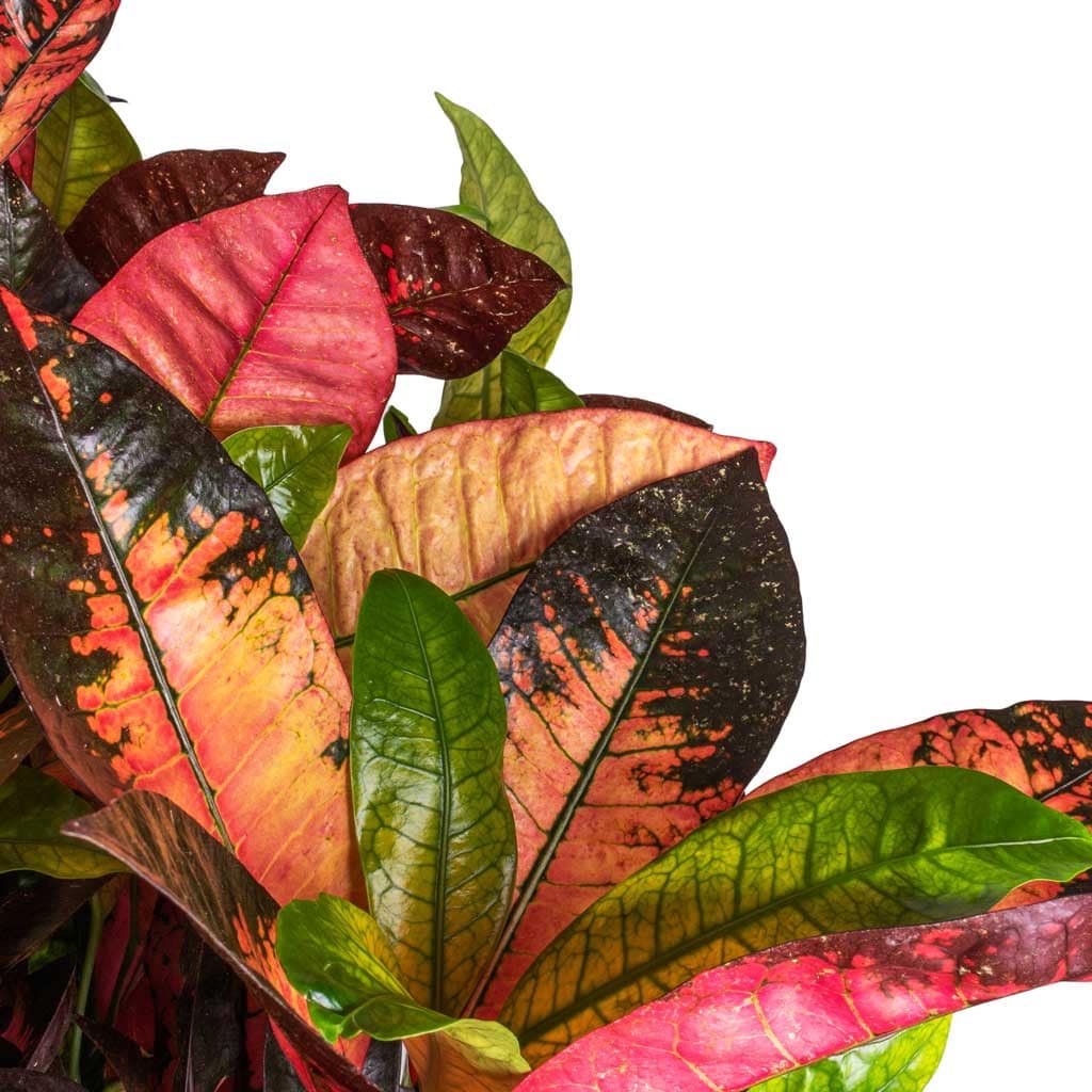 Codiaeum Iceton - Croton
100cm - Image 3