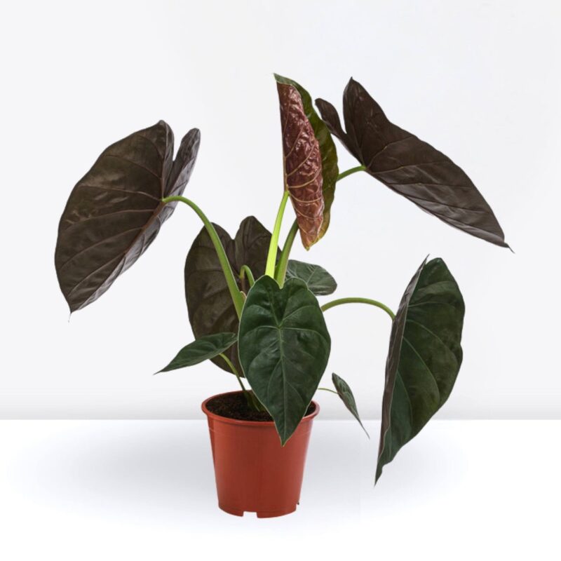 Alocasia Wentii - Hardy Elephant Ear