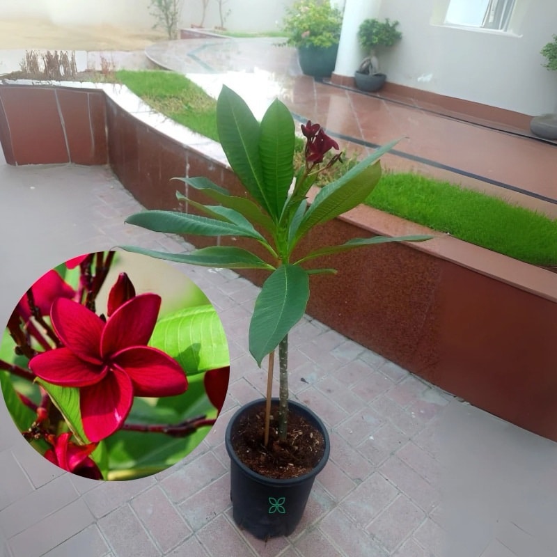 Plumeria obtusa “Frangipani”-Red