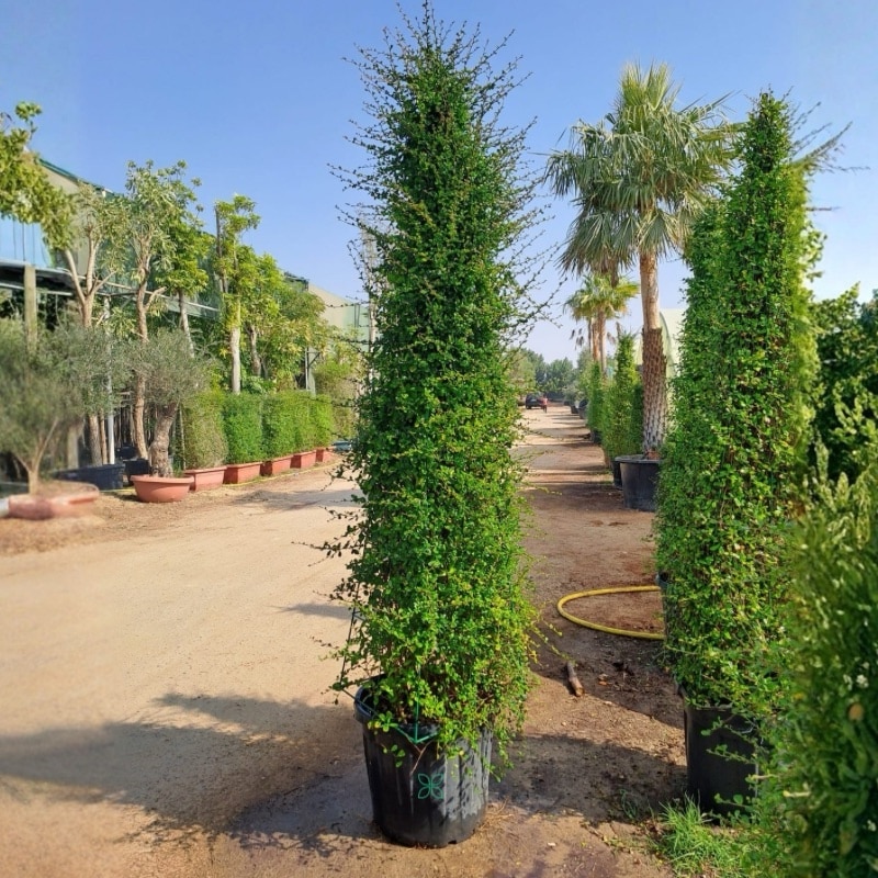 Ehretia Cone Shape Big-
220cm