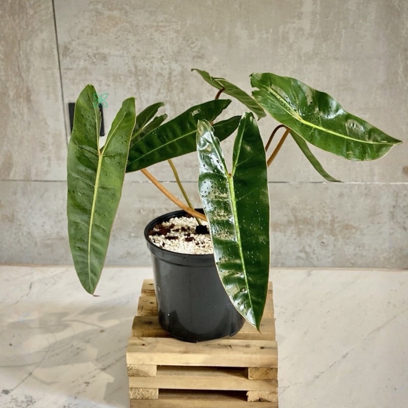 Philodendron Billietiae