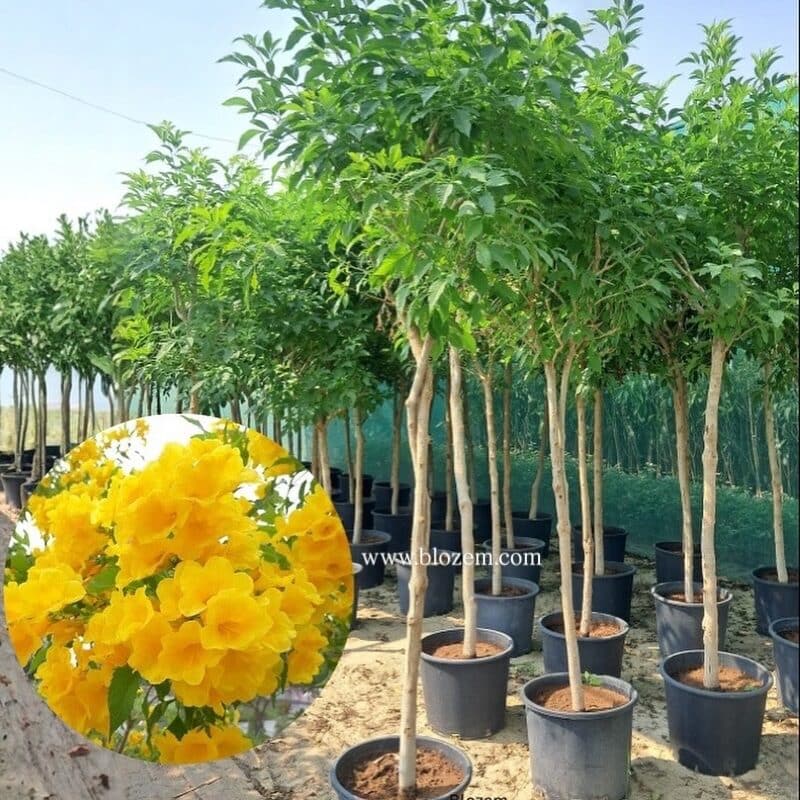 Tecoma Stans-Yellow Elder
Big Size