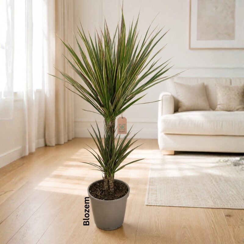 Dracaena marginata Bicolour