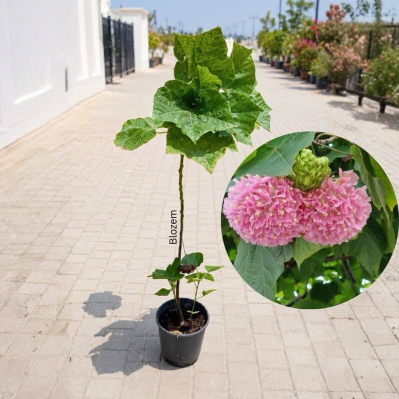 Dombeya wallichii-Pink Ball Tree