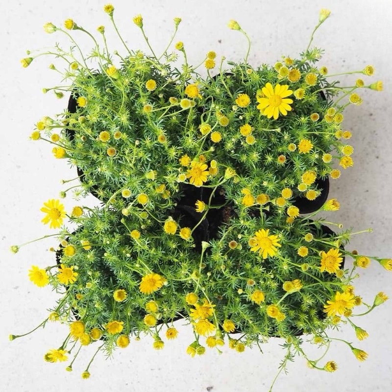 Dahlberg Daisy(Small Size)
1 plant - Image 3