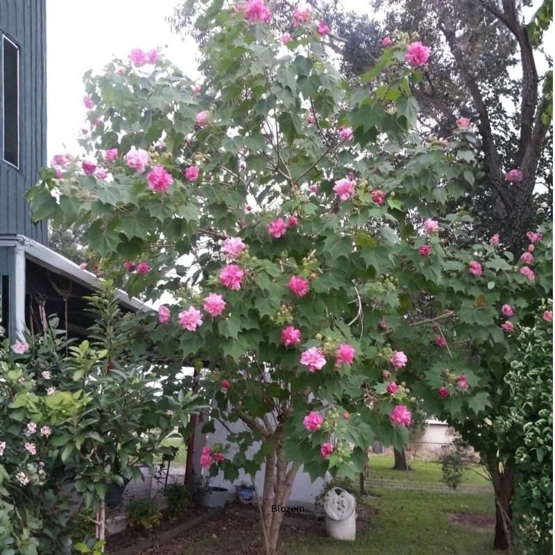 Confederate rose Tree-Cotton rose-Changeable rose - Image 4
