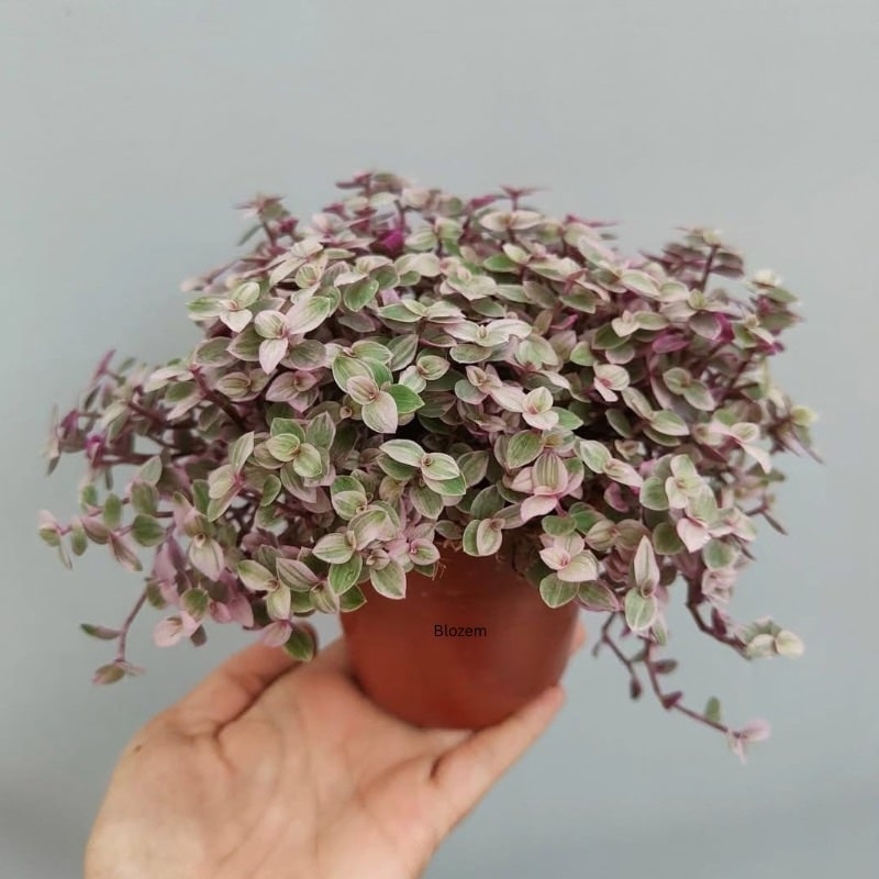 Tradescantia Fluminensis Quadricolor