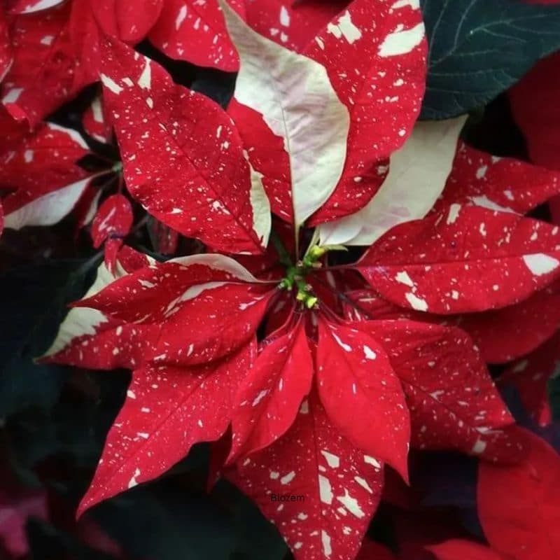 Superba Glitter Poinsettia - Image 3