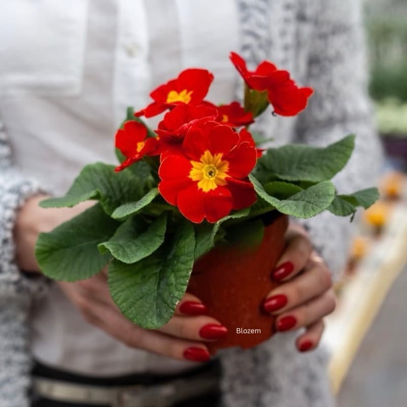 Primula Multi-Colour Mix - Image 3