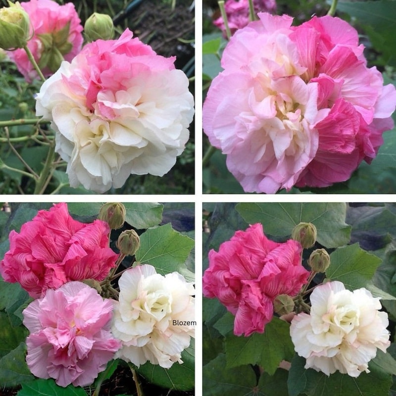 Confederate rose Tree-Cotton rose-Changeable rose