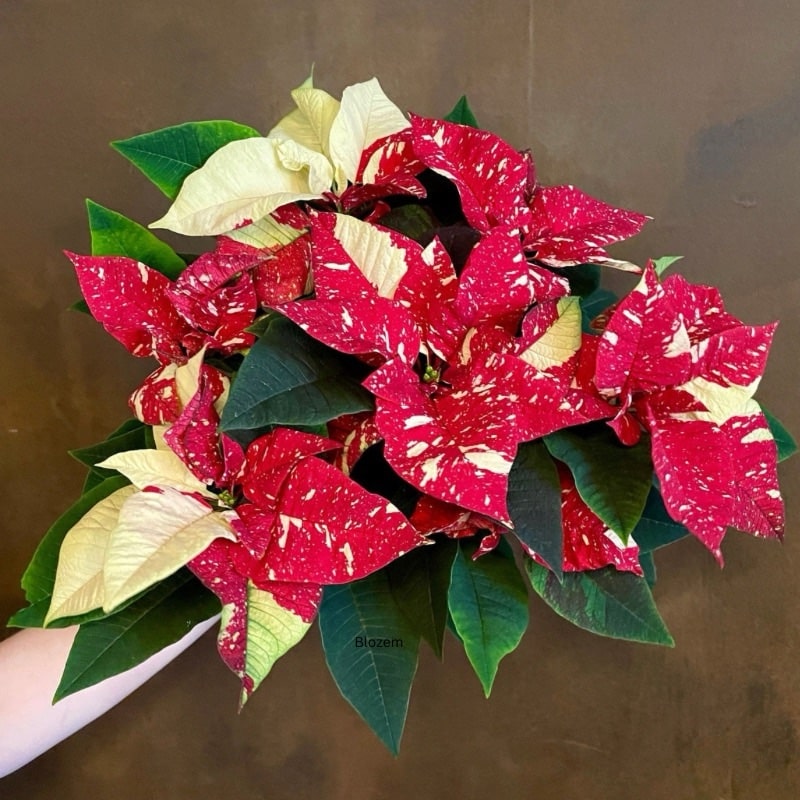 Superba Glitter Poinsettia - Image 2