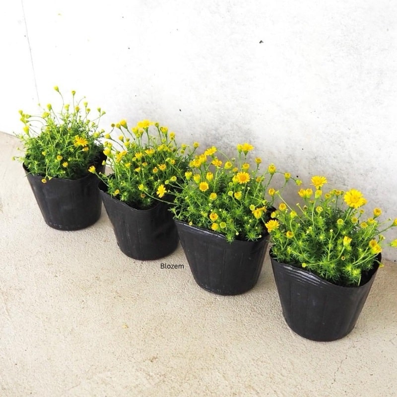 Dahlberg Daisy(Small Size)
1 plant