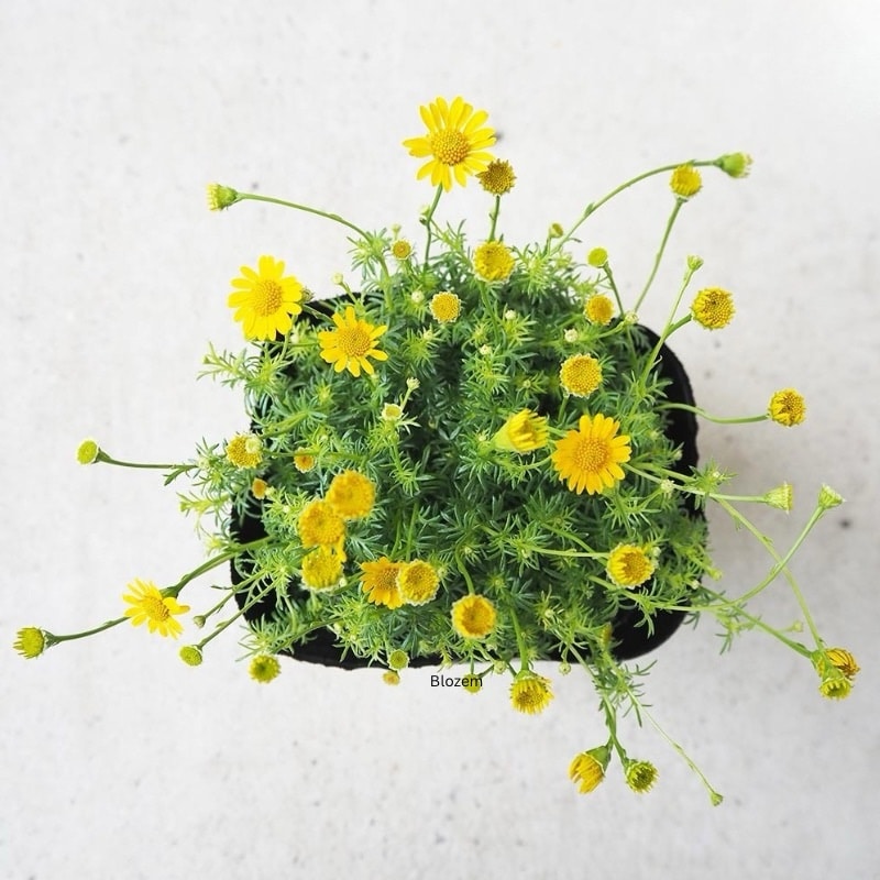 Dahlberg Daisy(Small Size)
1 plant - Image 2