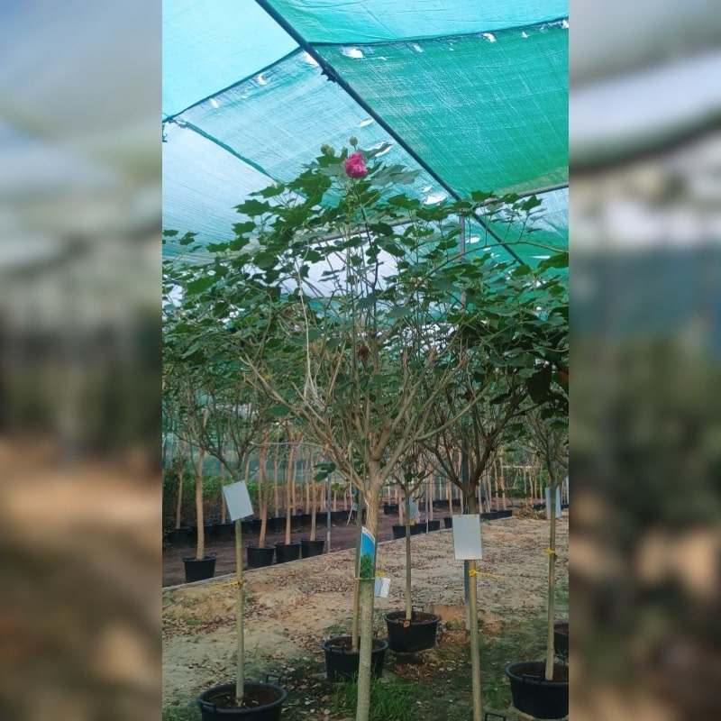 Confederate rose Tree-Cotton rose-Changeable rose - Image 3