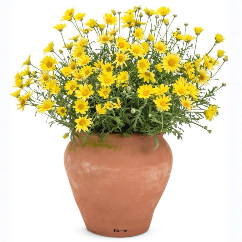 Dahlberg Daisy(Small Size)
1 plant - Image 4