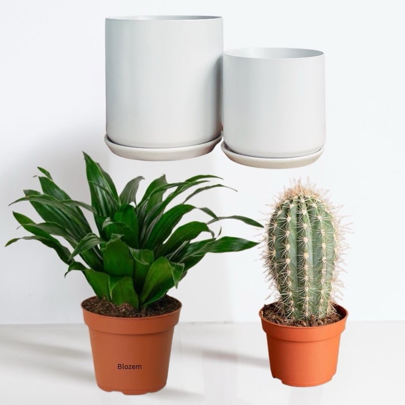 Table Plant with Ceramic Pot Bundle