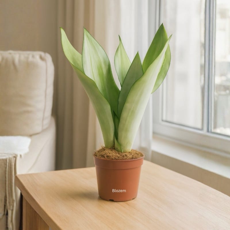 Sansevieria trifasciata Moonshine - Snake
Plant