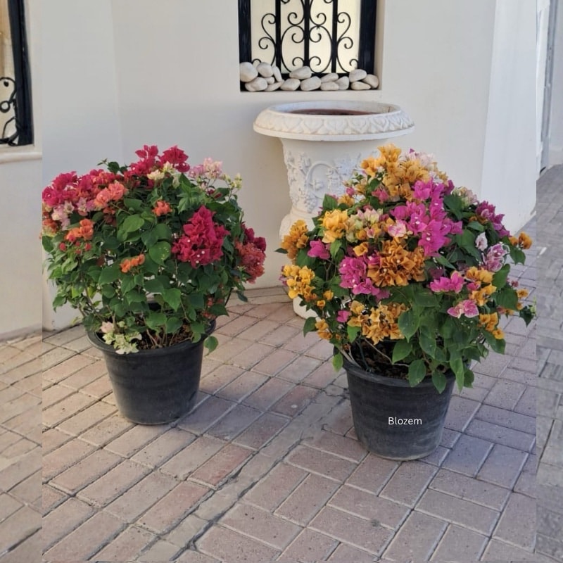 Bougainvillea Ball Shape Multicolour