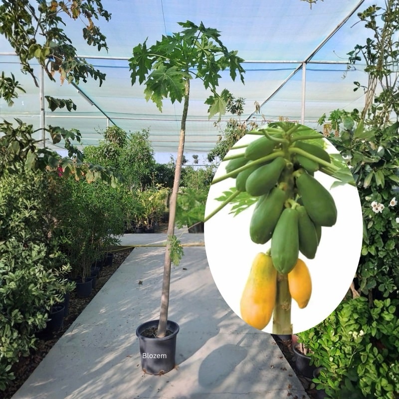 Carica Papaya Tree (Fruit Plant)
Big Size