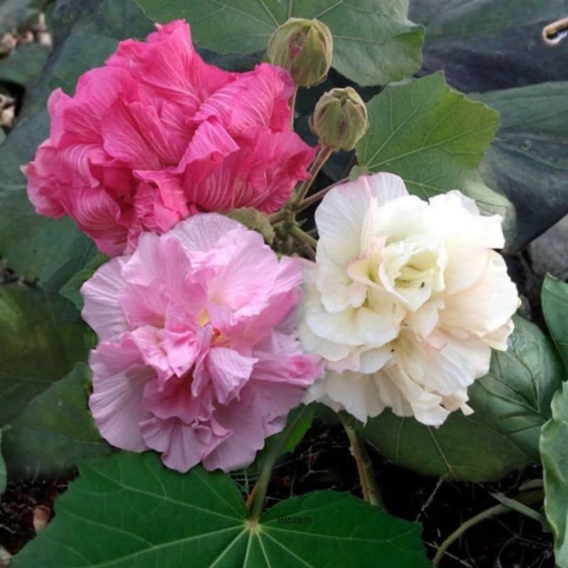 Confederate rose Tree-Cotton rose-Changeable rose - Image 5