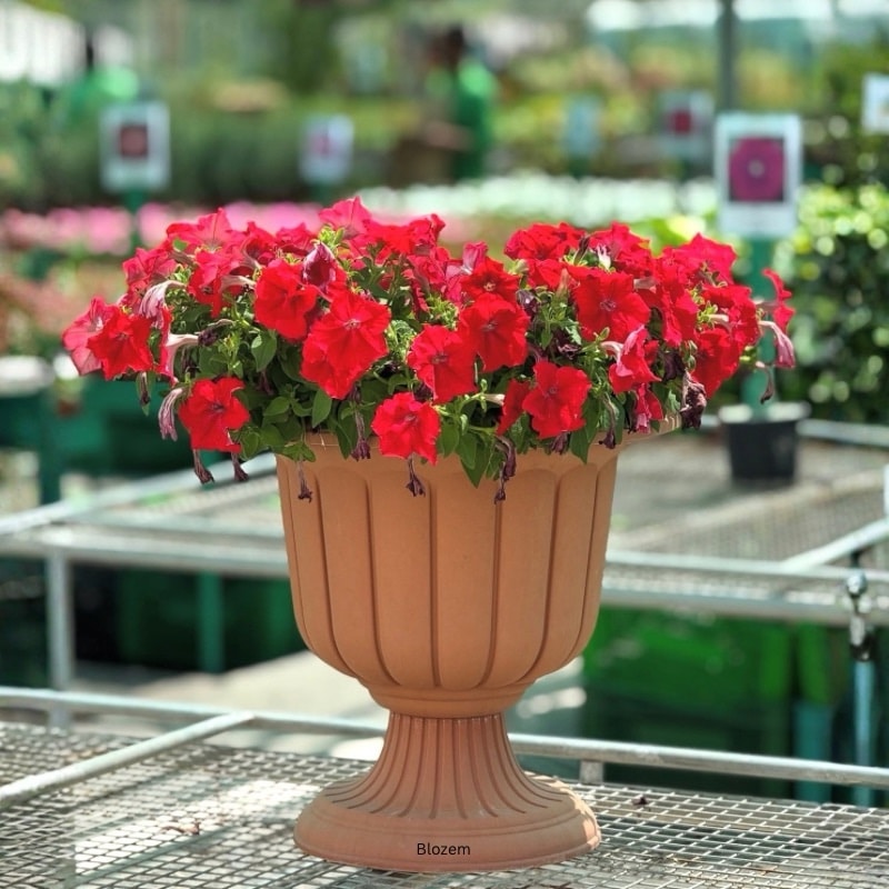 Potted Red Petunia