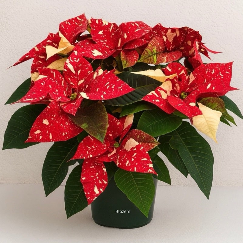 Superba Glitter Poinsettia