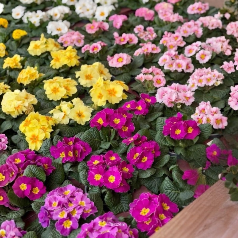 Primula Multi-Colour Mix
