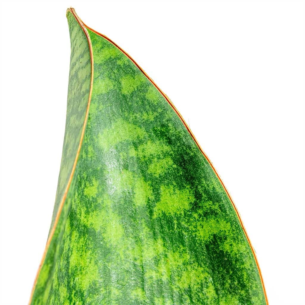 Sansevieria masoniana Victoria - Shark Fin
Snake Plant - Image 4