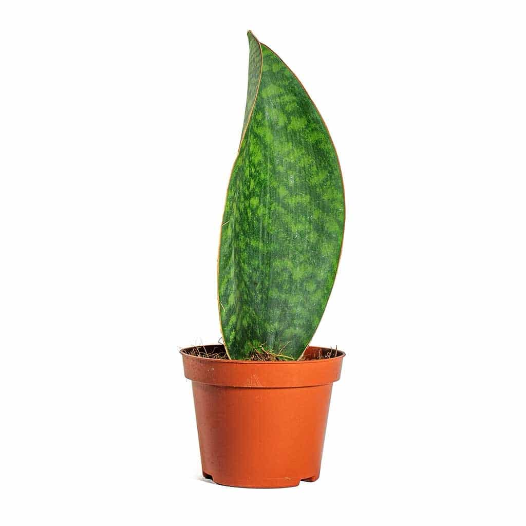 Sansevieria masoniana Victoria - Shark Fin
Snake Plant - Image 3