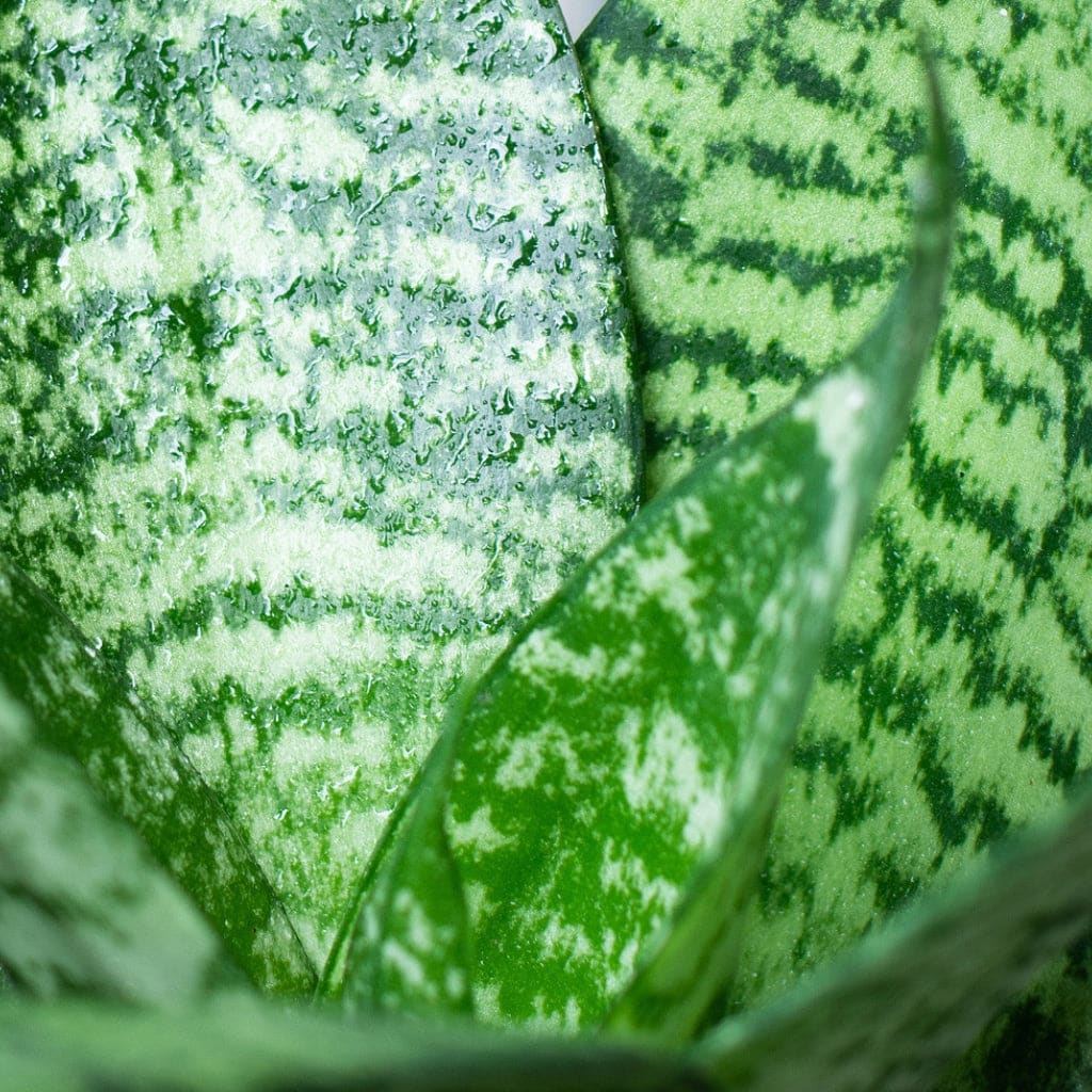 Sansevieria trifasciata Hahnii - Birds Nest
Snake Plant - Image 3