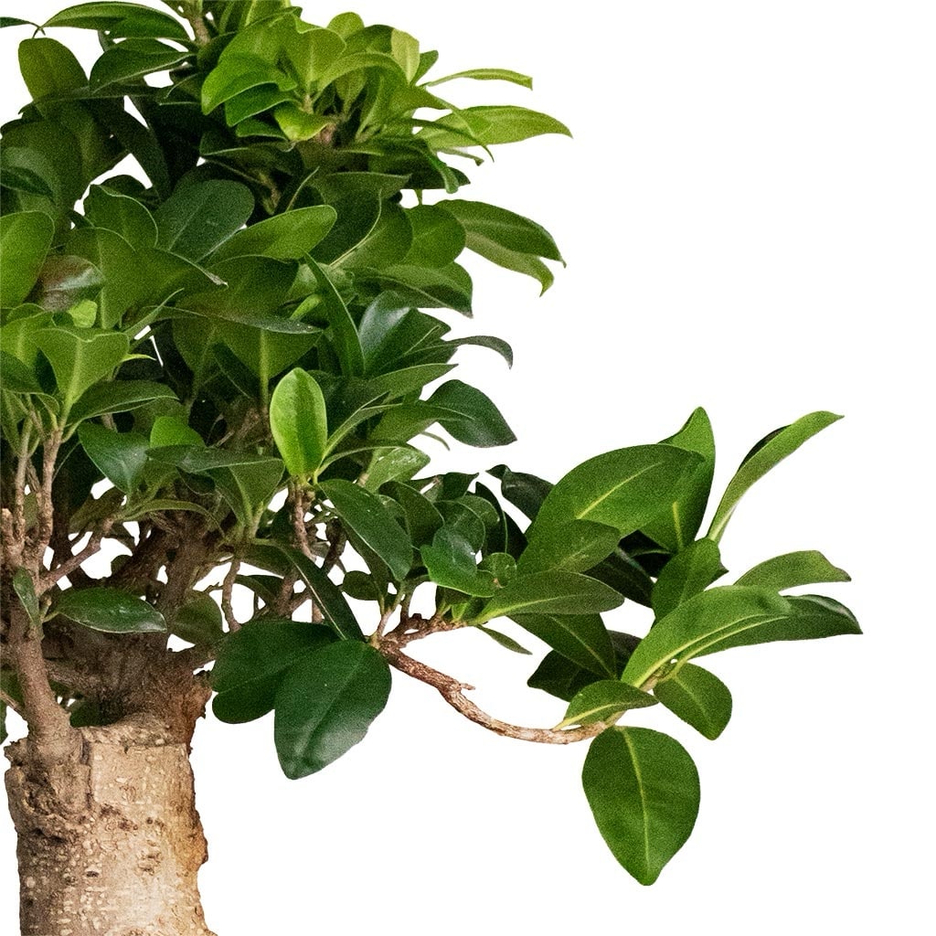 Potted Bonsai Ficus Ginseng Bushy - Image 2