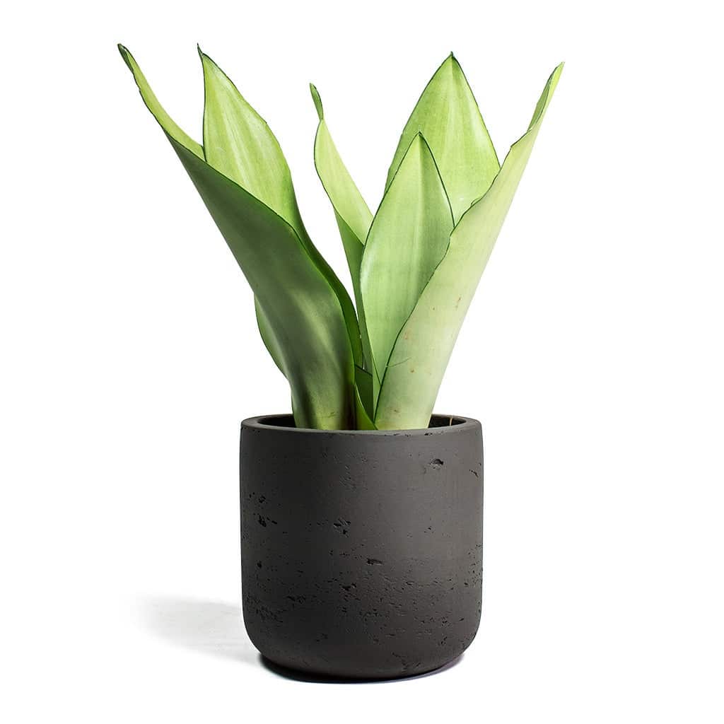 Sansevieria trifasciata Moonshine - Snake
Plant - Image 3
