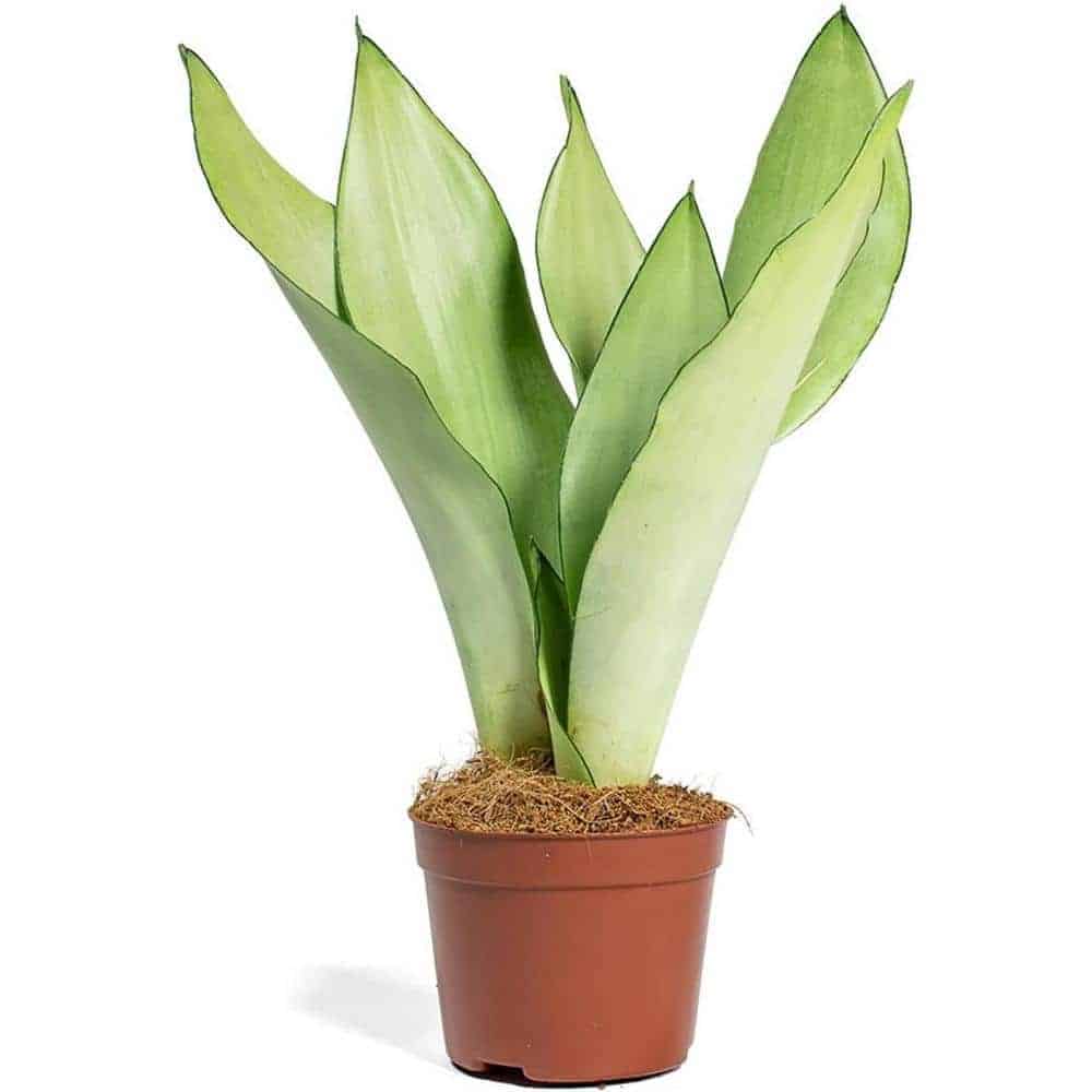 Sansevieria trifasciata Moonshine - Snake
Plant - Image 2