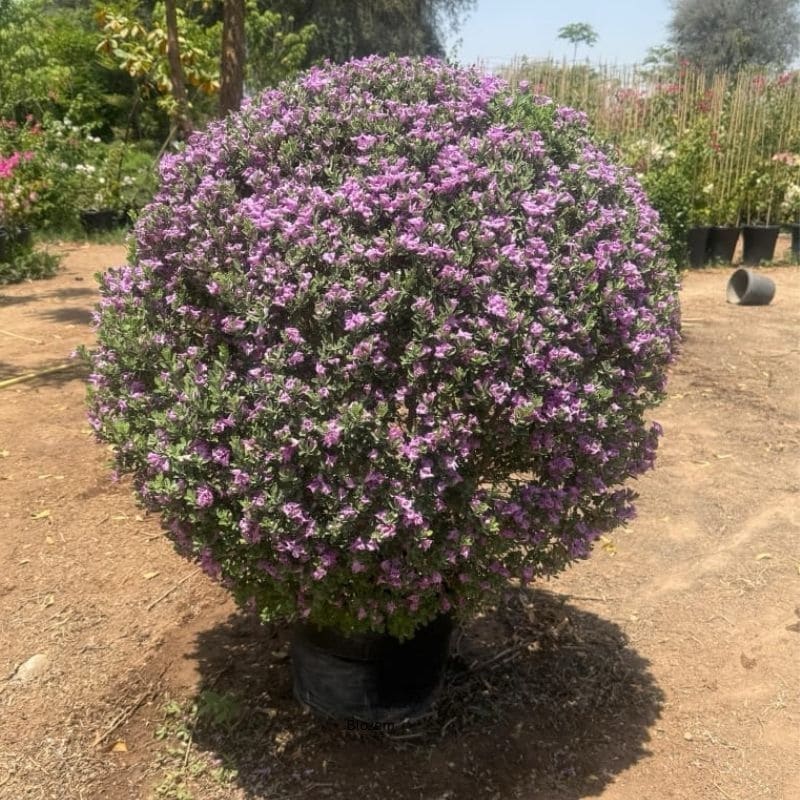 Texas Sage-Leucophyllum frutescens Big size - Image 3