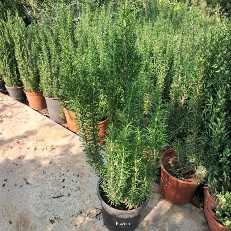 Rosemary Plant-Big Size - Image 2
