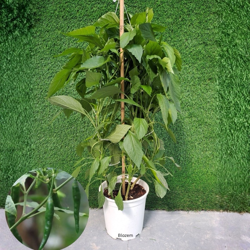 Chilli Plant -Big Size