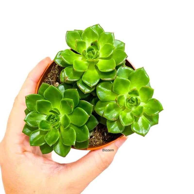 Echeveria multicaulis Copper Rose