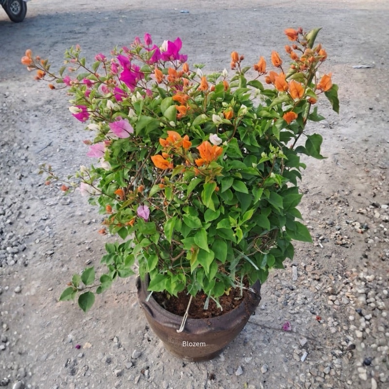 Bougainvillea Ball Shape Multicolour With Terracotta Pot - Image 2