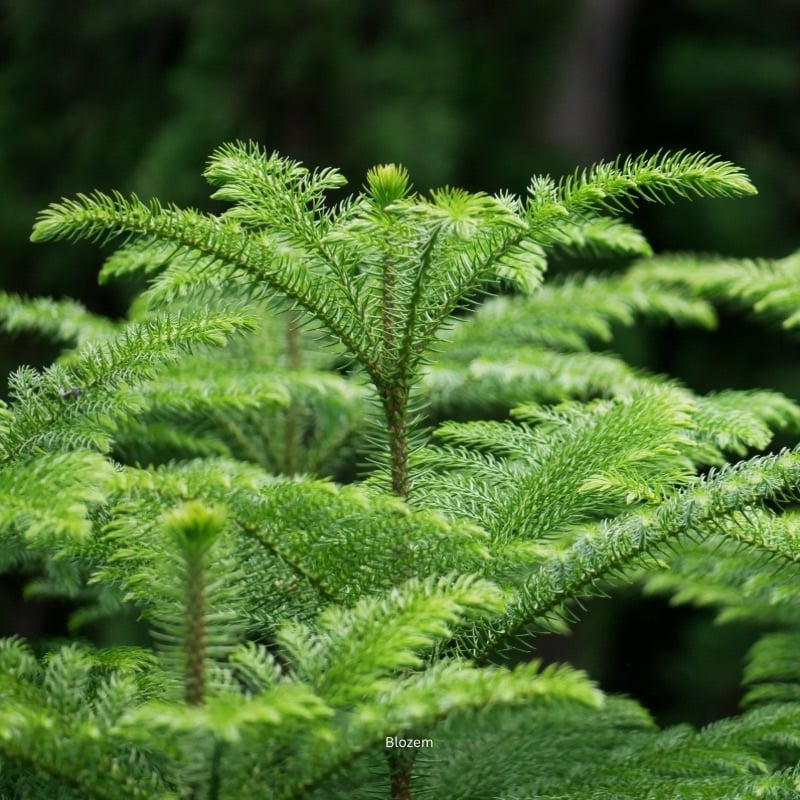 Araucaria Plant-Christmas Tree -Norfolk Island Pine - Image 2