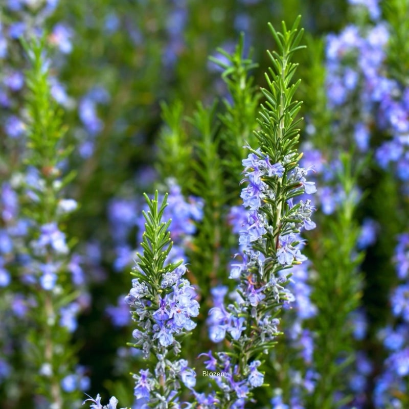Rosemary Plant-Big Size - Image 3