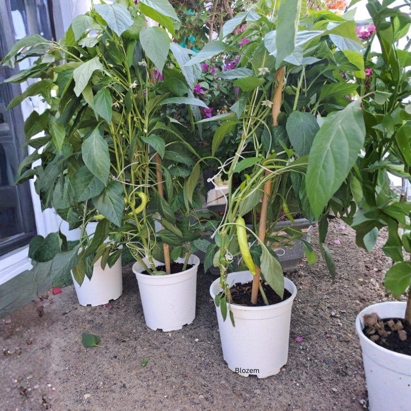 Chilli Plant -Big Size - Image 2