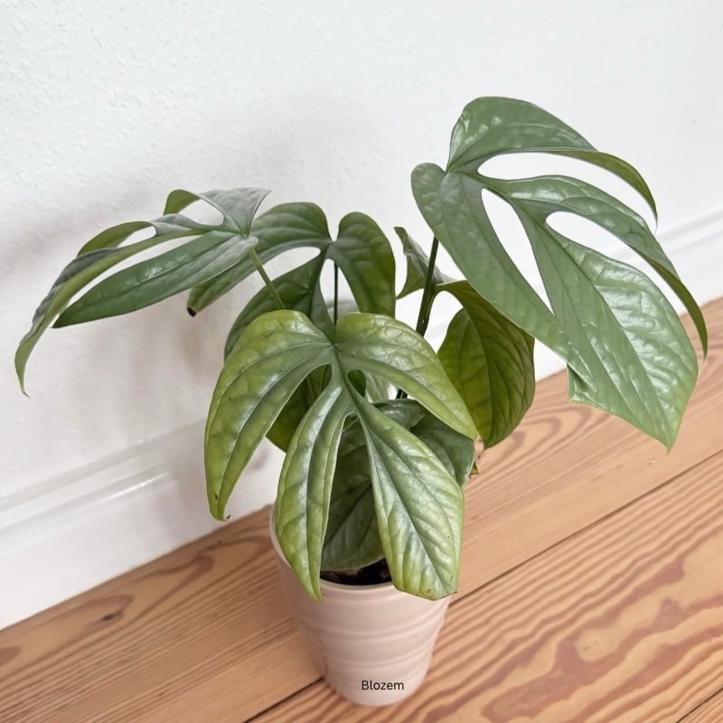 Monstera Amydrium Medium Silver- 30cm