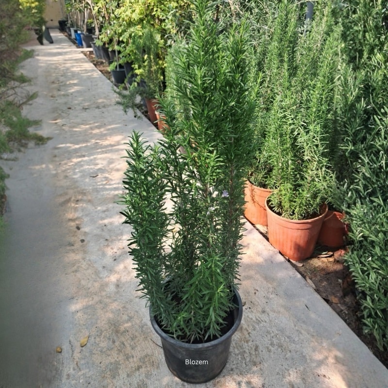 Rosemary Plant-Big Size