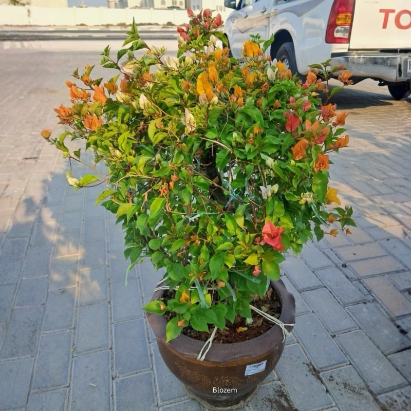 Bougainvillea Ball Shape Multicolour With Terracotta Pot
