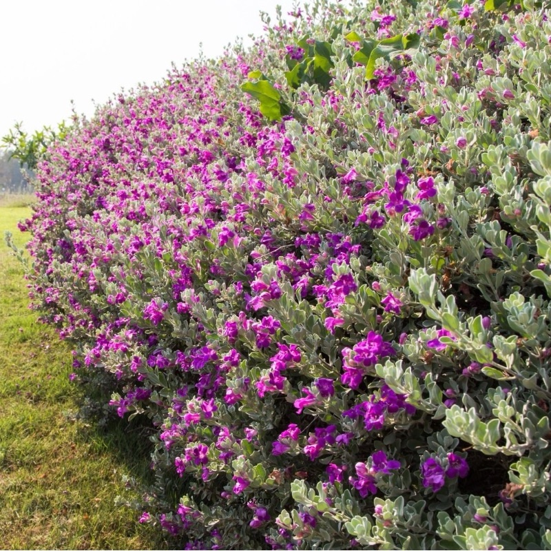 Texas Sage-Leucophyllum frutescens Big size - Image 2