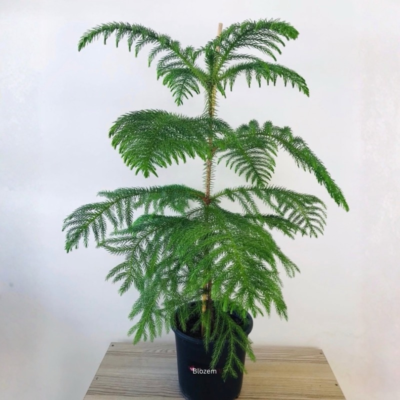 Araucaria Christmas Tree