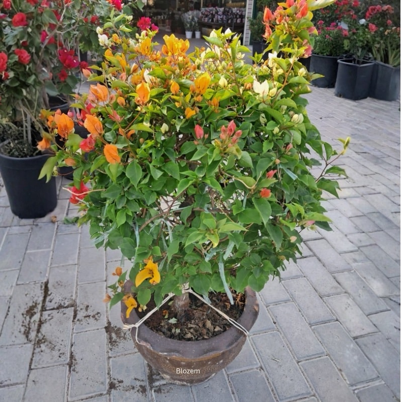 Bougainvillea Ball Shape Multicolour With Terracotta Pot - Image 3