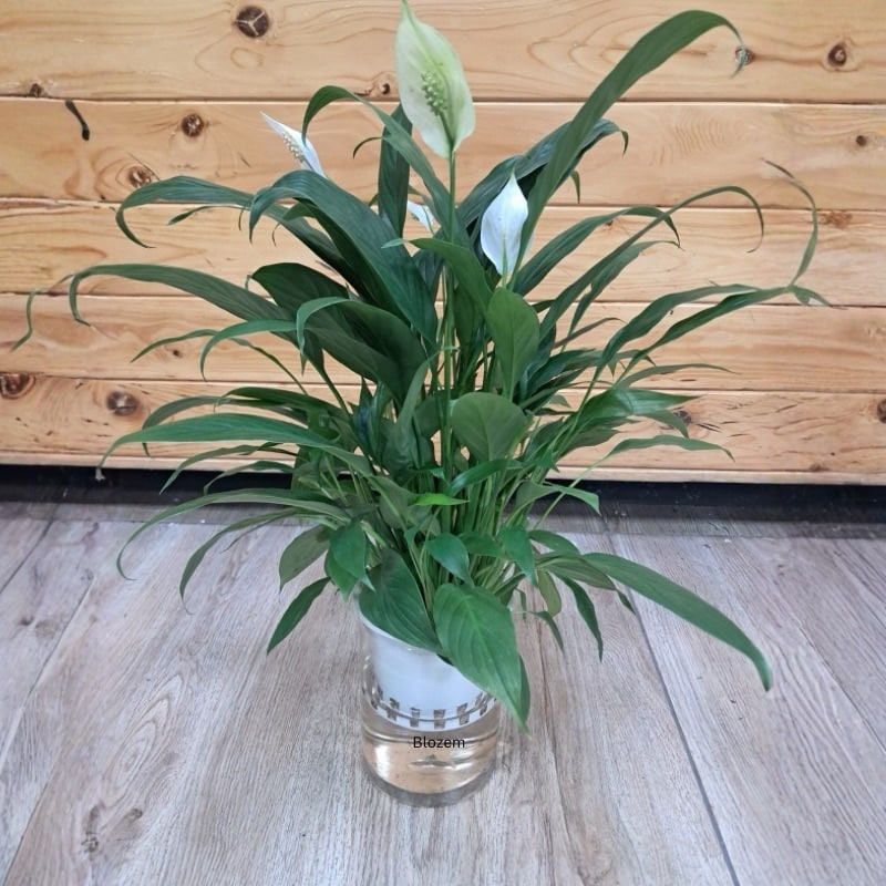 Hydroponic Peace Lily Plant - Image 3